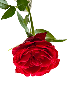 decorative rose